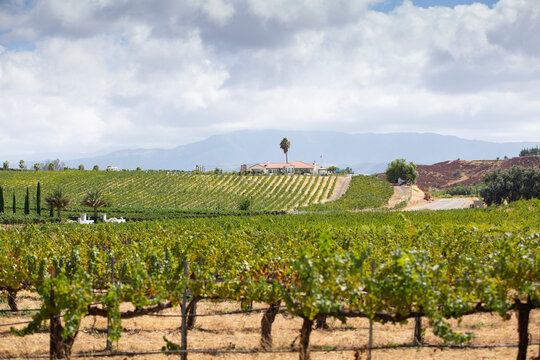 A view of a winery in Temecula, California, during the fall season.