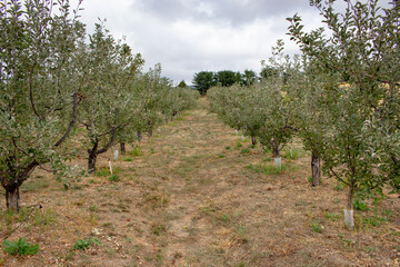 A view of an apple orchard, seen in Julian, California.