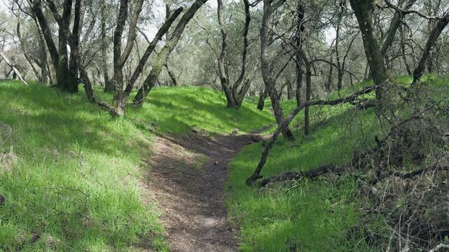 Walking a dirt trail through a vibrant green oak grove