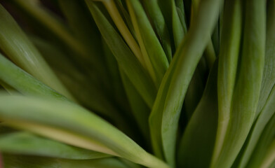 Obraz premium Green tulip leaves macro background with natural texture