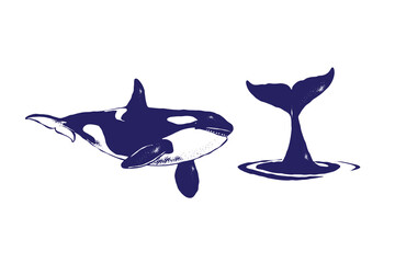 Orca whale vector illustration set, swimming killer whale and tail fluke emerging from the water in silhouette textured vintage ink, nautical themes, ocean design isolated on white background © Muhammad