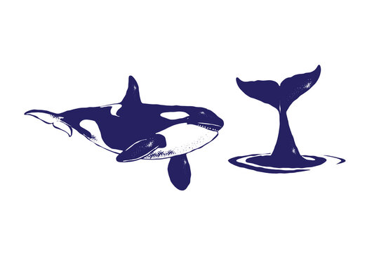 Orca whale vector illustration set, swimming killer whale and tail fluke emerging from the water in silhouette textured vintage ink, nautical themes, ocean design isolated on white background
