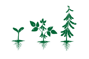 Soybean plant growth stages vector illustration set. Seedling, young plant, and mature soybean plant with roots in silhouette textured vintage ink, farming concepts design isolated on white background © Muhammad