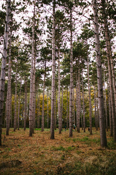 Tall evergreen trees in forest in fall with tiny people