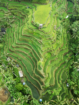 Rice plantation in Bali, Indonesia