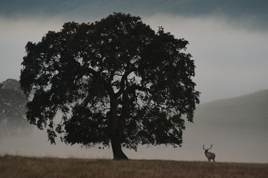 A Lone Elk in the Fog of the Green Verdant Hills in SoCal