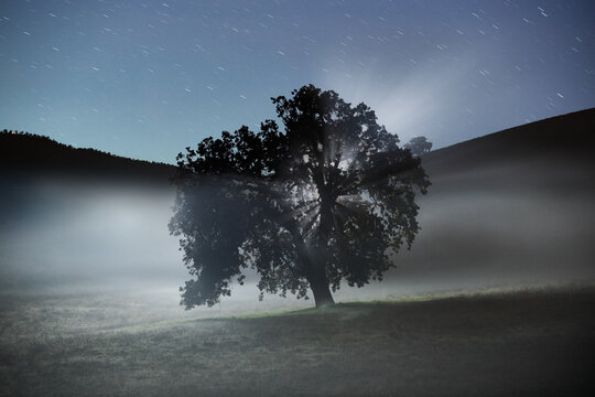 Lightpainting a lLone Oak Amidst Fog in the Green Rolling Hills