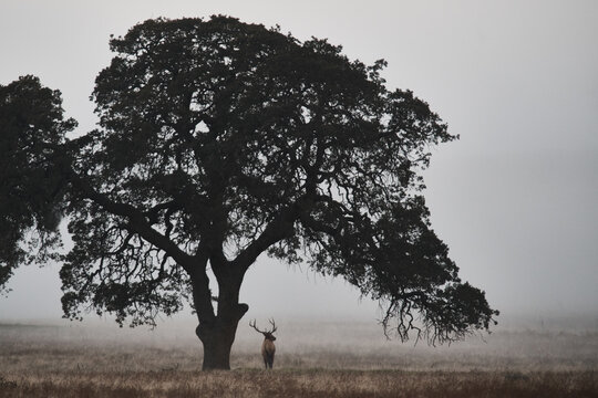 A Lone Elk in the Fog of the Green Verdant Hills in SoCal
