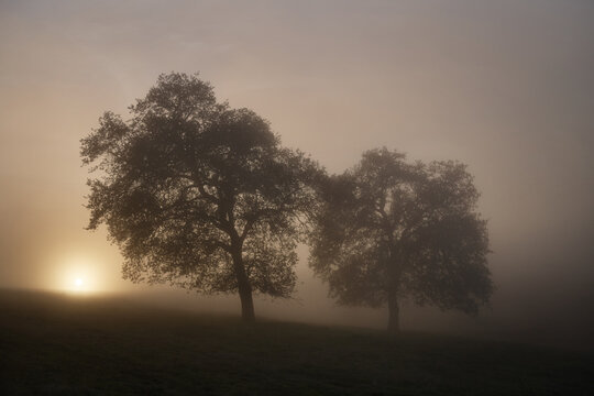 Lone Oak Amidst Fog and Sunset in the Green Rolling Hills Of SoC