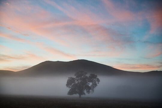 Lone Oak Amidst Fog and Vibrant Sunset in the Green Rolling Hill