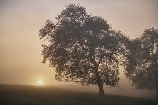Lone Oak Amidst Fog and Sunset in the Green Rolling Hills Of SoC