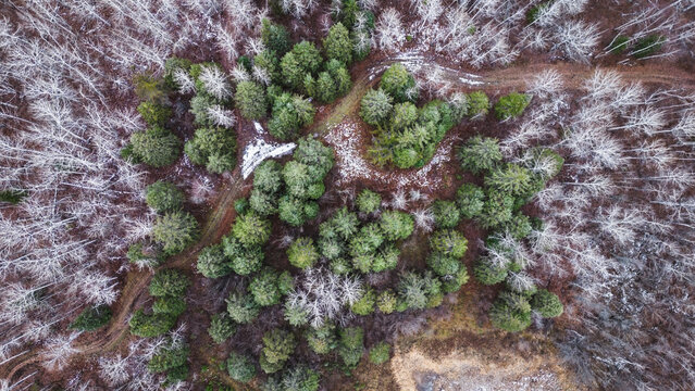 Top-down aerial view of snow-dusted path through mixed forest