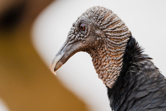 Black vulture head profile showing textured skin