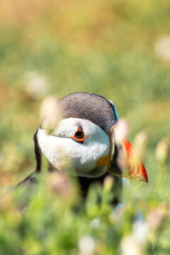 Atlantic puffin bird standing in lush green grass