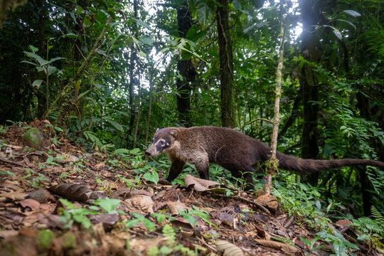A Coati in the jungle of Costa Rica.