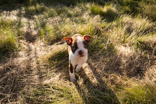 Liver white Boston terrier puppy stands at attention in prairie