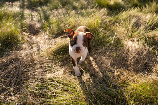 Inquisitive brown and white Boston terrier puppy curiously looks up