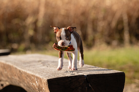 New puppy walking on wooden bench wearing plaid bow tie