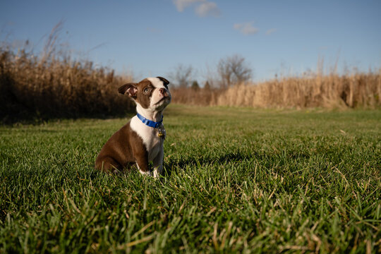 Beautiful Boston terrier puppy sitting and waiting patiently in grass