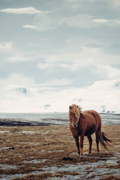 A horse in Iceland with fjords