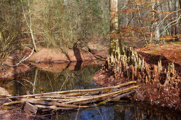 Fototapeta premium Rising roots of the bald cypress in the Deer pond. Fontainebleau forest