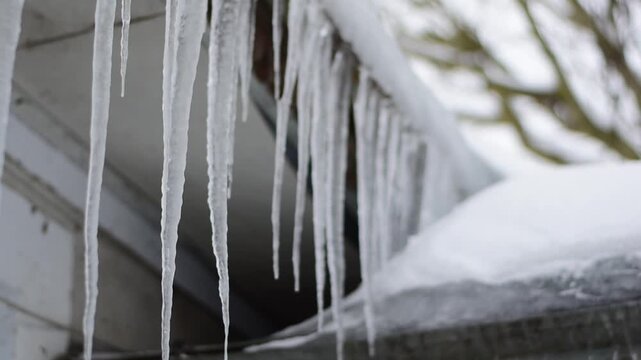 Many long sharp icicles hanging from a snowy roof edge during winter
