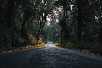 Obraz premium Winding, asphalt road, leading into a dense, green forest with sunlight filtering