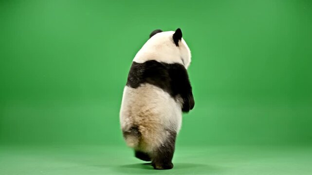 A panda bear dancing on a green screen background, perfect for meme creation and dancing celebration content. Great for social media posts, funny videos, and entertainment materials.