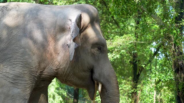An Asian elephant playing with its trunk, showing an expression of playfulness or joy.