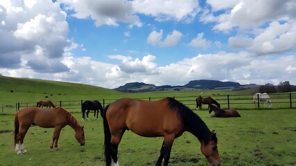 Obraz premium Horses grazing peacefully in a green pasture under a cloudy blue sky