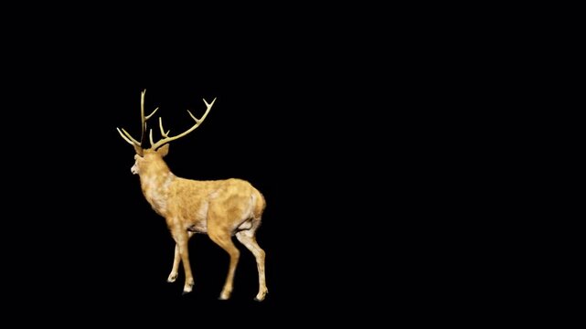 A majestic brown deer with large antlers walks across a black background, captured in a realistic 3D render with detailed fur texture and natural movement. isolated on Transparent Background