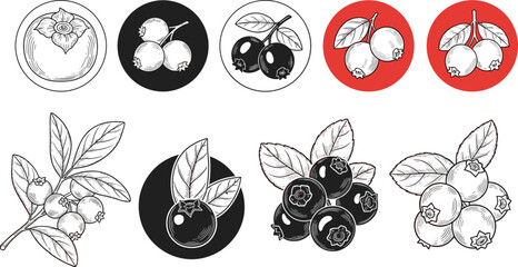 Blueberry vintage engraving set. Hand drawn berry illustration collection. Black white and red circle logo style fruit badges. © ALFINI