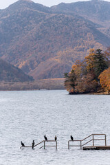 Fototapeta premium landscape view of Lake Chuzenji (Chuzenjiko) with birds perched on the railing Nikko, Tochigi, Japan during autumn.