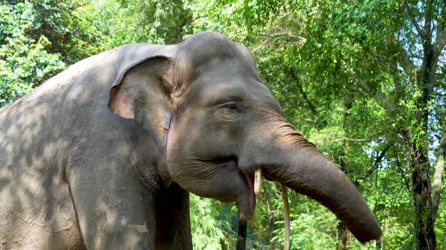 An Asian elephant playing with its trunk, showing an expression of playfulness or joy.