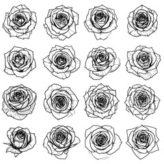 Elegant Rose Collection - A Floral Pattern of Delicate Blooms.