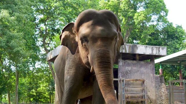An Asian elephant playing with its trunk, showing an expression of playfulness or joy.