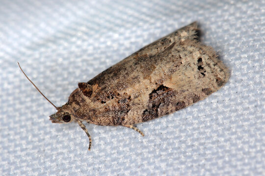 Apotomis infida is a moth of the family Tortricidae. The caterpillars of this species feed on willow leaves.