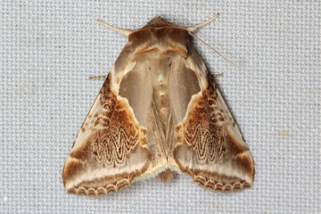 The buff arches (Habrosyne pyritoides) is a moth of the family Drepanidae. Live in deciduous and coniferous forests with large populations of their foodplants, but also in gardens and parks. © Tomasz