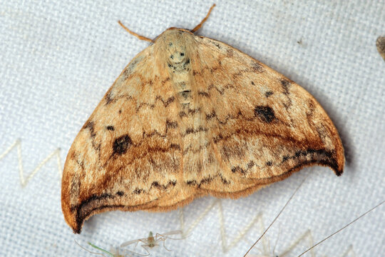 Drepana curvatula, the dusky hook-tip, is a moth of the family Drepanidae. The larvae feed on alder, oak and birch.