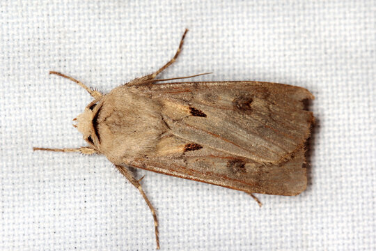 The heart and dart (Agrotis exclamationis) is a moth of the family Noctuidae. One of the notorious cutworms and often severs or fatally damages plants at the base. 