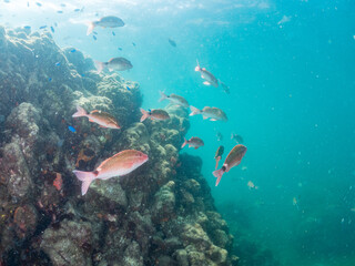 ホウライヒメジ, ヒメジ科, Whitesaddle goatfish, Parupeneus ciliatus, チョウチョウウオ, チョウチョウウオ科, Oriental ButterflyFish, Chaetodon aurites, ソラスズメダイ, スズメダイ科, Heavenly Damselfish, Pomacentrus coelestis, 他。 ヒリゾ浜南伊豆町中木 静岡