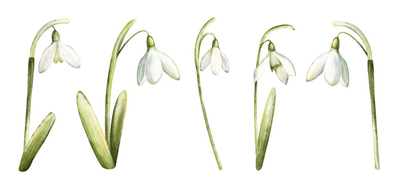 Watercolor hand drawn snowdrop flowers isolated on white background. Beautiful spring flowers. Closeup of white snowdrop flower and green leaf. Snowdrop collection, botanical Illustration