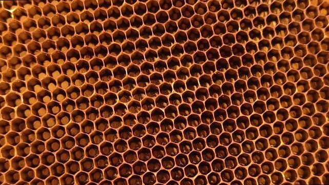 Close-up of a dry bee honeycomb