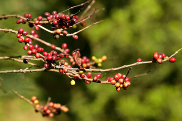 Coffee beans ripening on a tree