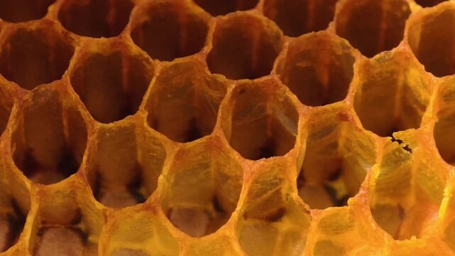 Close-up of a dry bee honeycomb