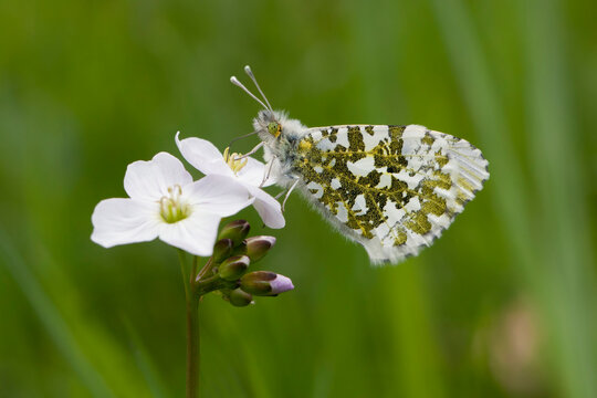 Female Orange Tip (Anthocharis cardamines) on a Cuckoo Flower - Soest, the Netherlands
