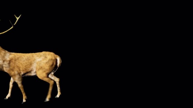 A majestic brown deer with large antlers walks slowly across a black background, showcasing its graceful movement and detailed fur texture in a studio setting. isolated on Transparent Background