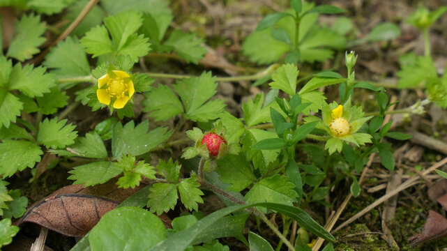 Close-up of Indian mock strawberry (Potentilla indica, syn. Duchesnea indica) growing on a forest floor, showing yellow flowers and developing red berries