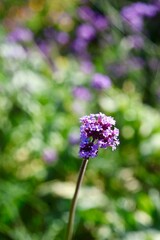 Fototapeta premium Purple wildflower with strong bokeh and blurred green background