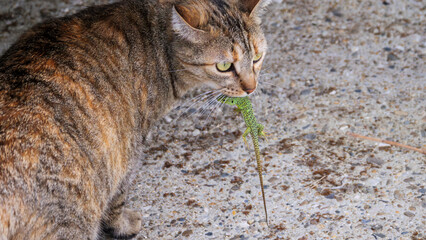 Feline Predation of Timon Lepidus Ibericus Lizard © Vincent Cazajous